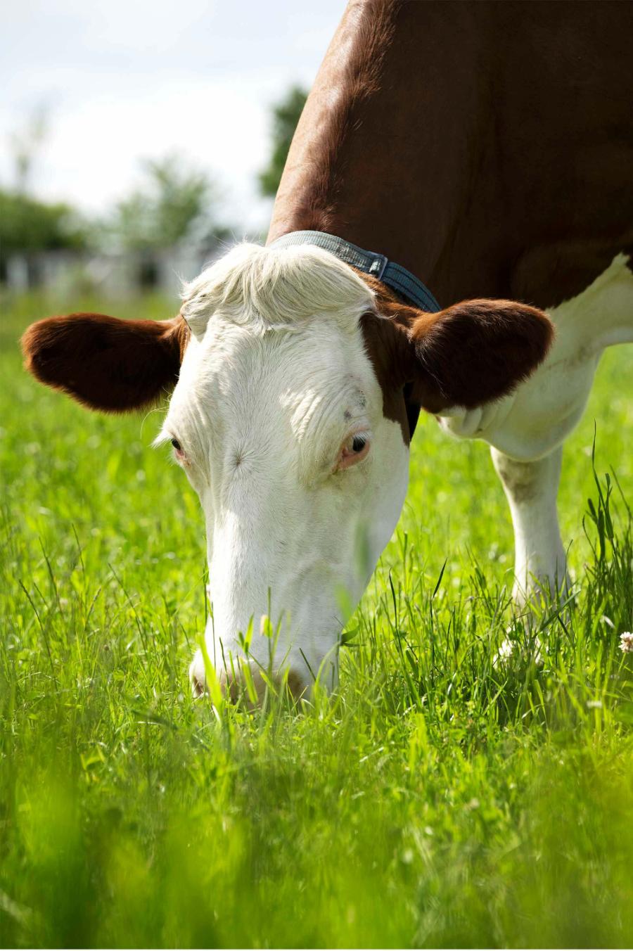 Cow eating grass