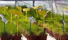 New forage and turf grasses add value to your business